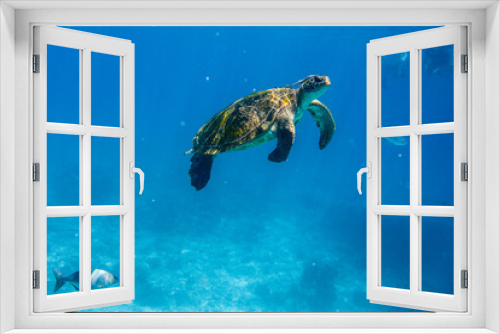 Fototapeta Naklejka Na Ścianę Okno 3D - Green turtle
