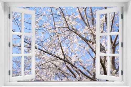 Fototapeta Naklejka Na Ścianę Okno 3D - 空と桜