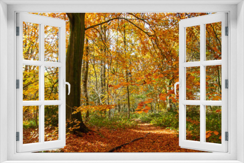Fototapeta Naklejka Na Ścianę Okno 3D - Beech trees autumnal woodland