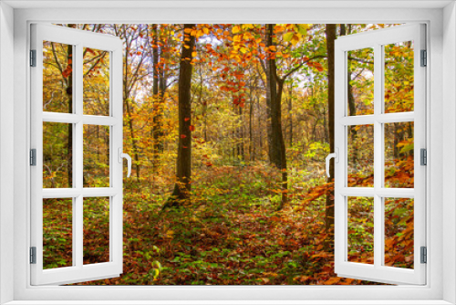 Fototapeta Naklejka Na Ścianę Okno 3D - Beech trees autumnal woodland