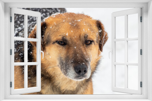 Fototapeta Naklejka Na Ścianę Okno 3D - Brown dog close up in winter during a snowfall