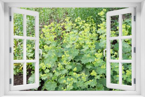 Fototapeta Naklejka Na Ścianę Okno 3D - Alchemilla in garden