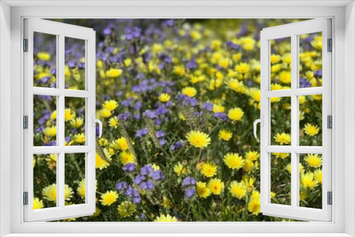 Fototapeta Naklejka Na Ścianę Okno 3D - California wildflowers