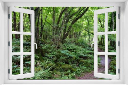 Fototapeta Naklejka Na Ścianę Okno 3D - a flourishing summer forest with a path