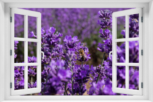 Fototapeta Naklejka Na Ścianę Okno 3D - Blooming lavender in the summer. lavender blooming scented flowers.