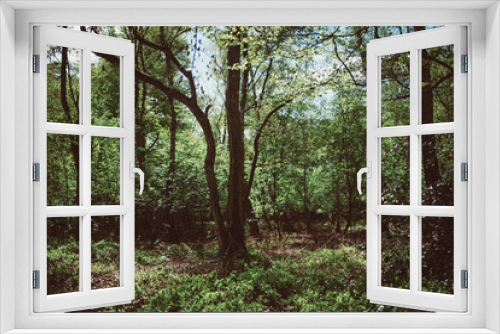 Fototapeta Naklejka Na Ścianę Okno 3D - Grüner Wald