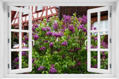 Fototapeta Naklejka Na Ścianę Okno 3D - beautiful and lush lilac bush in full bloom in front of a quaint traditional German half-timbered house on a warm rainy spring day in the Ulm city (Germany)