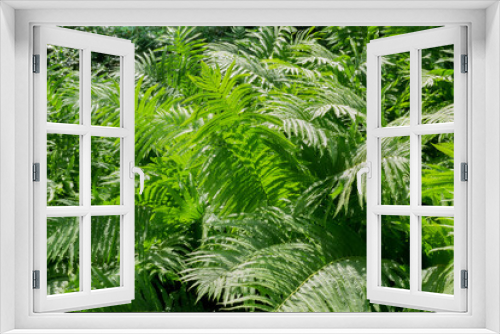 Fototapeta Naklejka Na Ścianę Okno 3D - Paprocie w ogrodzie botanicznym, Frankfurt nad Menem