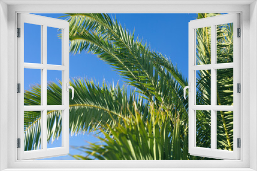 Fototapeta Naklejka Na Ścianę Okno 3D - Evergreen palm branches in the subtropics