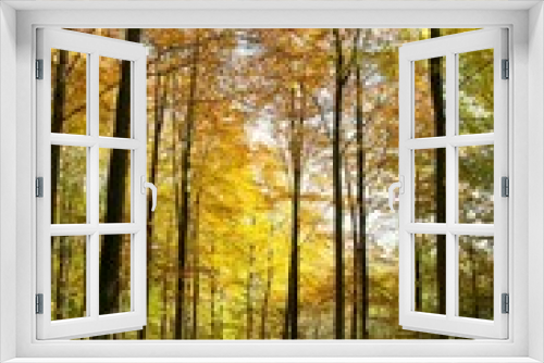 Fototapeta Naklejka Na Ścianę Okno 3D - Autumn trees and leaves in the woodlands, 