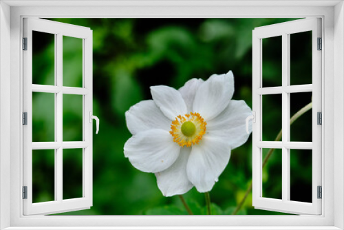 Fototapeta Naklejka Na Ścianę Okno 3D - Bee Foraging On A Japanese anemone (Anemone hupehensis) is a tall, stately perennial that produces glossy foliage and big, saucer-shaped flowers in shade's