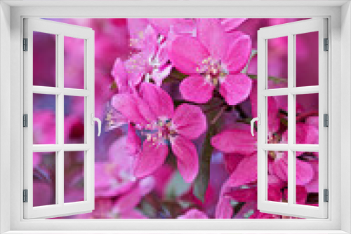 Fototapeta Naklejka Na Ścianę Okno 3D - pink blossoming tree in spring