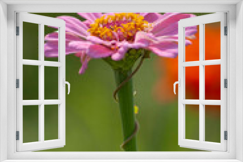 Fototapeta Naklejka Na Ścianę Okno 3D - Pink flower
