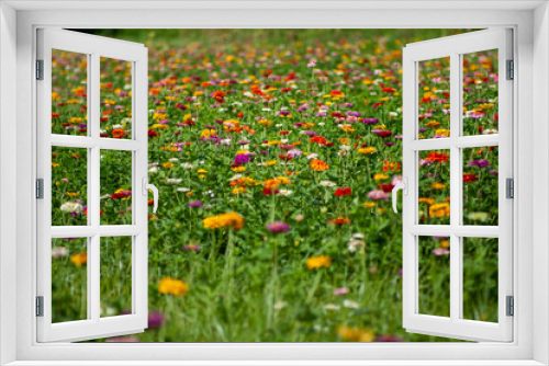 Fototapeta Naklejka Na Ścianę Okno 3D - Field of flowers