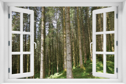 Fototapeta Naklejka Na Ścianę Okno 3D - Deep green forest in Norway