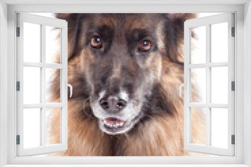 Fototapeta Naklejka Na Ścianę Okno 3D - Schäferhund Portrait