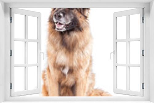 Fototapeta Naklejka Na Ścianę Okno 3D - Altdeutscher Schäferhund