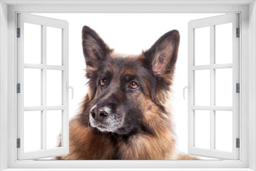 Fototapeta Naklejka Na Ścianę Okno 3D - Portrait Schäferhund auf weiß