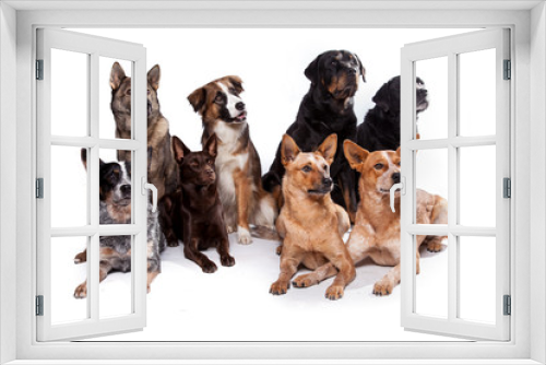 Fototapeta Naklejka Na Ścianę Okno 3D - Hundegruppe gemischt - Acht Hunde