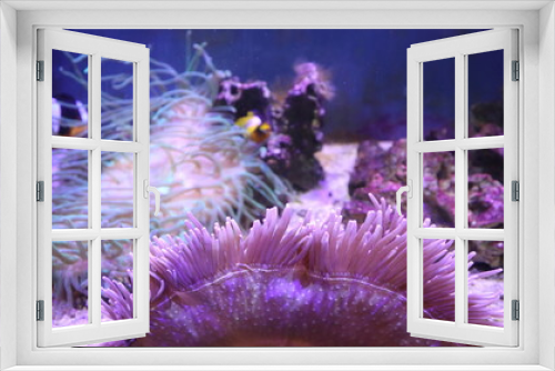 Fototapeta Naklejka Na Ścianę Okno 3D - sea flowers are growing and blooming underwater world in the aquatic tank design for fantasy world concept