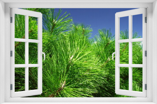 Fototapeta Naklejka Na Ścianę Okno 3D - 松の葉と真夏の青空