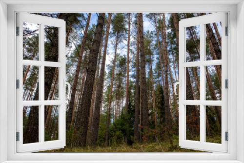 Fototapeta Naklejka Na Ścianę Okno 3D - a mysterious forest with mighty conifers high to the sky