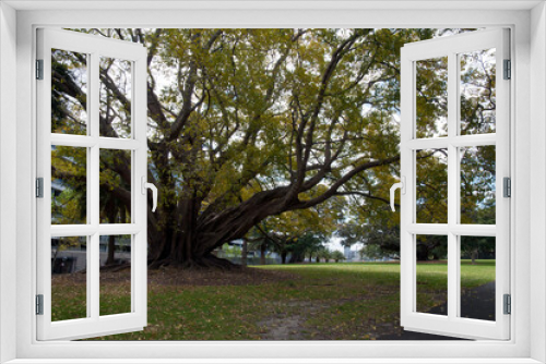 Fototapeta Naklejka Na Ścianę Okno 3D - Sydney Australia, autumn-like springtime scene of a large ficus virens tree loosing it's leaves