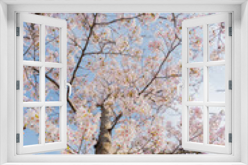 Fototapeta Naklejka Na Ścianę Okno 3D - 満開の桜（春のイメージ素材）