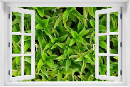 Fototapeta Naklejka Na Ścianę Okno 3D - Green ground cover. Plants leaves from top view. Good for background and architectural 3D rendering and presentation.