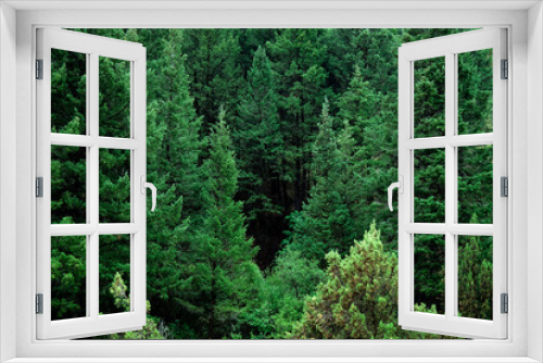 Fototapeta Naklejka Na Ścianę Okno 3D - Lush Green Pine Forest in Wilderness Mountains Growth