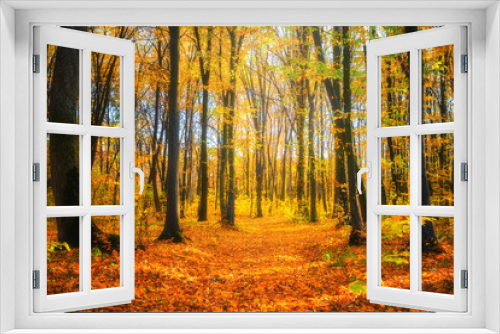 Fototapeta Naklejka Na Ścianę Okno 3D - Autumn forest landscape