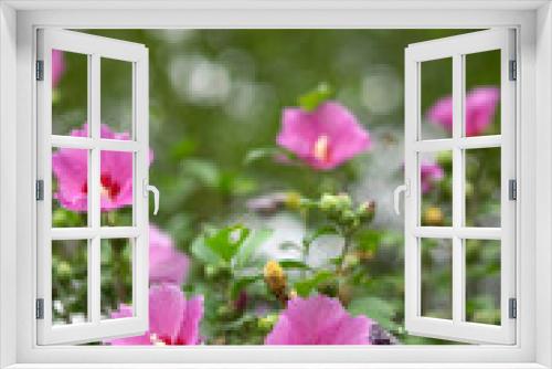 Fototapeta Naklejka Na Ścianę Okno 3D - blooming pink rose of sharon