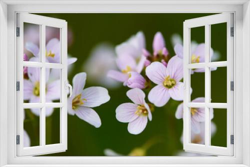 Fototapeta Naklejka Na Ścianę Okno 3D - Blüten des Wiesen-Schaumkraut (Cardamine pratensis)	