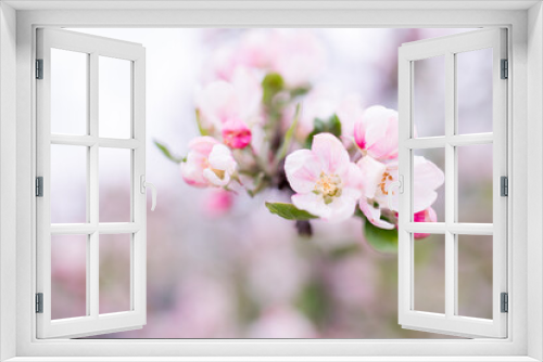 Fototapeta Naklejka Na Ścianę Okno 3D - Blooming apple tree in spring. Nature blurry background