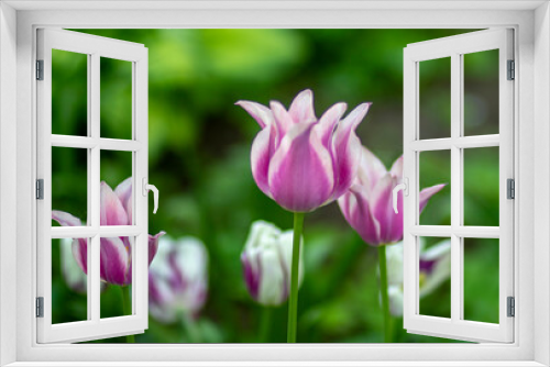 Fototapeta Naklejka Na Ścianę Okno 3D - Lilac tulip on a background of green grass in the park. High quality photo 2