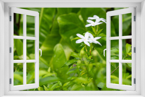 Fototapeta Naklejka Na Ścianę Okno 3D - white jasmine flower with green leaf background