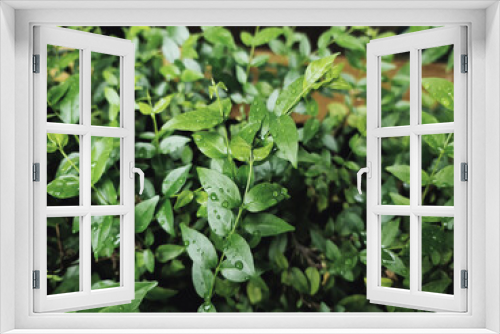 Fototapeta Naklejka Na Ścianę Okno 3D - Close-up Fresh Green Plants with Rain Droplets on Leaves