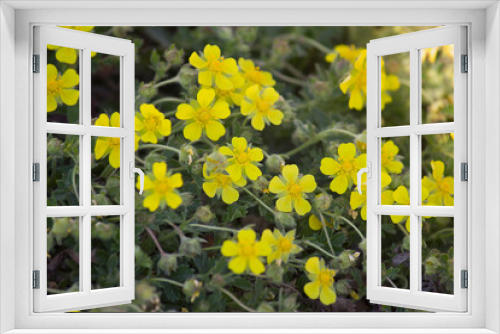 Fototapeta Naklejka Na Ścianę Okno 3D - yellow spring flowers close up growing in the forest