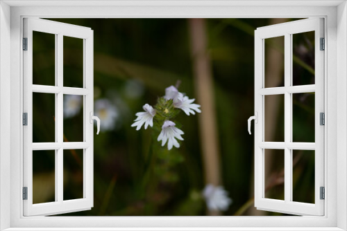 Fototapeta Naklejka Na Ścianę Okno 3D - Fleur des près 15