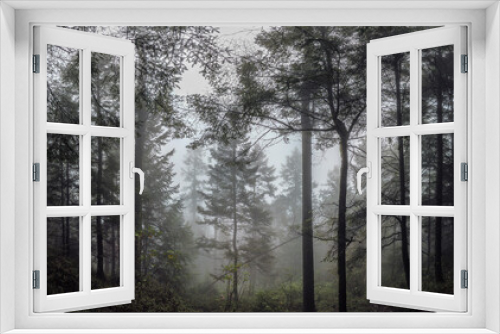 Fototapeta Naklejka Na Ścianę Okno 3D - fog in the woods / niebla entre árboles; Parque Nacional Cumbres del Ajusco, México. 