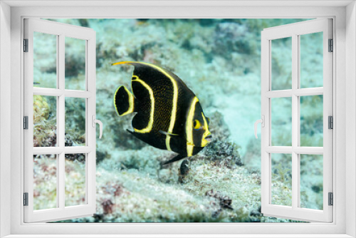 Fototapeta Naklejka Na Ścianę Okno 3D - Juvenile Gray Angelfish
