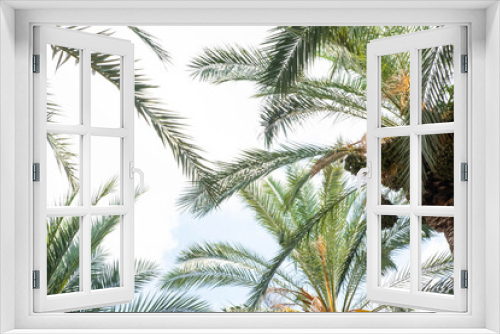 Fototapeta Naklejka Na Ścianę Okno 3D - Tropical palm leaves with the sky background. Copy space for text. Date fruit palms. Summer vacation and travel concept.