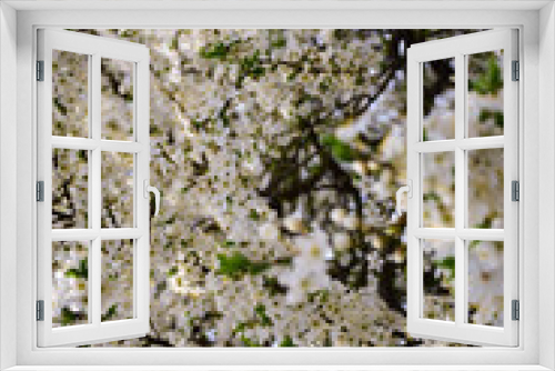 Fototapeta Naklejka Na Ścianę Okno 3D - Tree branches blooming with white flowers all over the frame. The front branch is in focus and the background is blurred