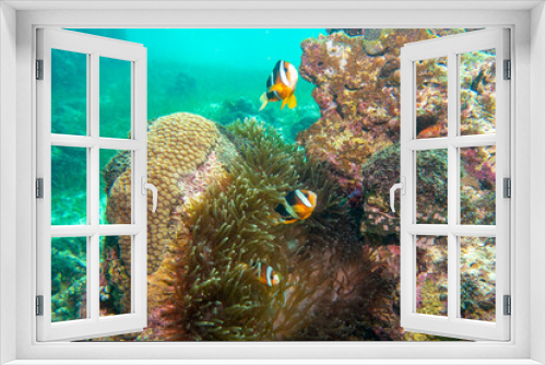 Fototapeta Naklejka Na Ścianę Okno 3D - フィリピン、セブ島、オランゴ島あたりの海のダイビングで見られる魚の風景 Fish scenery in the sea diving around Olango Island, Cebu, Philippines.