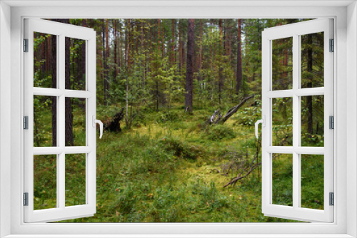 Fototapeta Naklejka Na Ścianę Okno 3D - Landscape. Smapy area in the forest