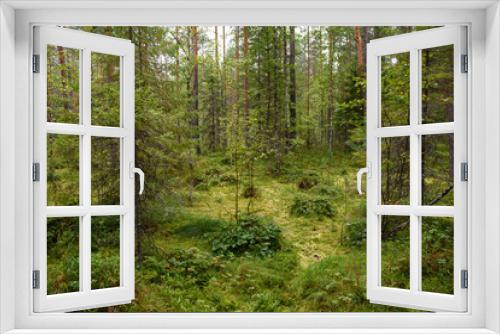 Fototapeta Naklejka Na Ścianę Okno 3D - Landscape. Smapy area in the forest