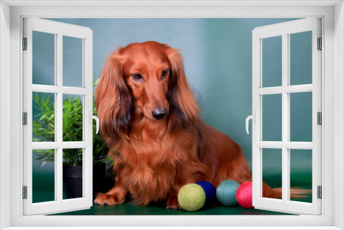 Fototapeta Naklejka Na Ścianę Okno 3D - Long haired dachshund on green background