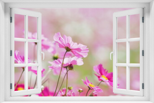 Fototapeta Naklejka Na Ścianę Okno 3D - たくさん咲いたコスモス