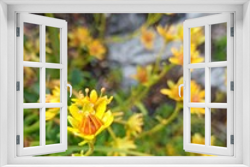 Fototapeta Naklejka Na Ścianę Okno 3D - Close up of flowering yellow saxifrage (Saxifraga aizoides)