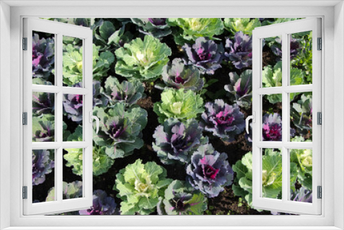Fototapeta Naklejka Na Ścianę Okno 3D - Close up of decorative cabbage, ornamental cabbage plants
